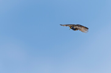 Bluethroat Luscinia svevica in Normandie, France