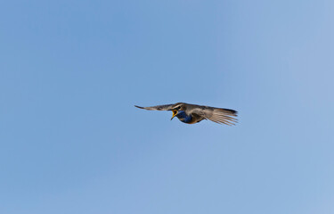 Fototapeta premium Bluethroat Luscinia svevica in Normandie, France
