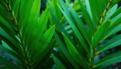 Fototapeta premium Tropical palm frond leaves in vibrant green shades creating a lush background, tropical, plant life