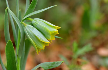 Fritillaria 1411