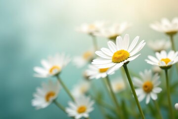 Soft focus abstract image of daisy flowers in a dreamy and artistic composition,  blurred,  beauty