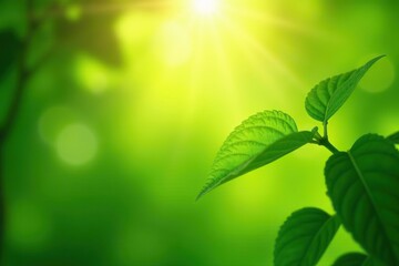 Soft focus background of glowing sunlight filtering through green leaves,  tranquil,  background