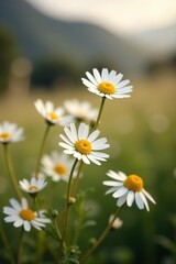 Soft focus close up of beautiful wild flowers camomiles in a nature background,  wild flowers,  blooming