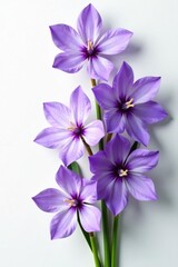 Top view of beautiful violet flowers with delicate petals against a clean white background,  garden,  nature