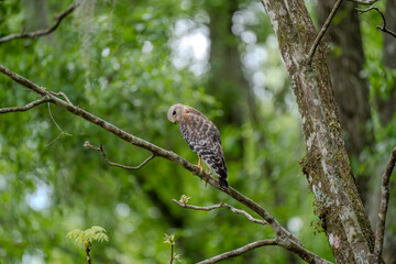 A lone Red-Shouldered Hawk scans its surroundings for unattentive prey