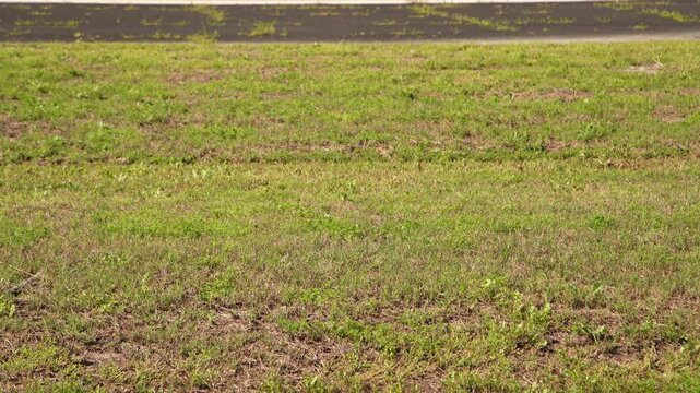 A flock of Whire Ibis foraging for invertabrates along side of the road