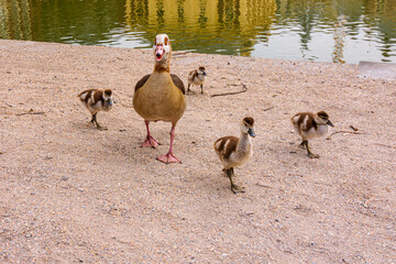 Egyptian goose with their young chicks