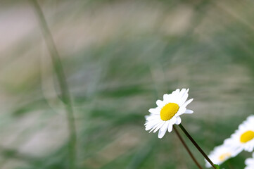 Margarita daisy in the countryside. Spring. Selective focus.