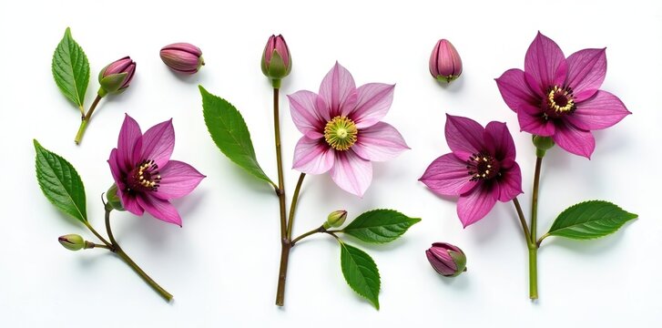 Set of purple and green hellebore flowers and buds isolated on white background, winter floral elements, top view,  top view,  flat lay