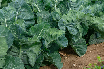 Naklejka premium Lush green leaves thrive in the sunlit garden as the wind gently rustles through the vibrant vegetable patch