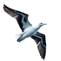 A Graceful Albatross Flying Across the Open Ocean Isolated on Transparent Background