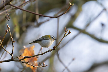 Fototapeta premium Common Firecrest Regulus ignicapilla singing or perching in Central France