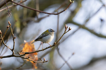 Common Firecrest Regulus ignicapilla singing or perching in Central France