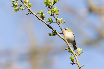 Common Firecrest Regulus ignicapilla singing or perching in Central France