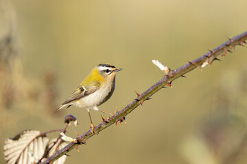 Common Firecrest Regulus ignicapilla singing or perching in Central France