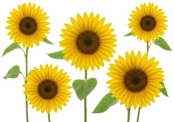 Fototapeta premium Tree silhouette with spreading branches and green leaves on white background