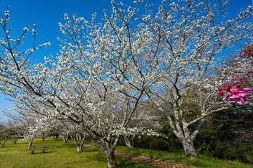 桜つつみ公園の桜