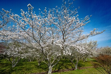 桜つつみ公園の桜