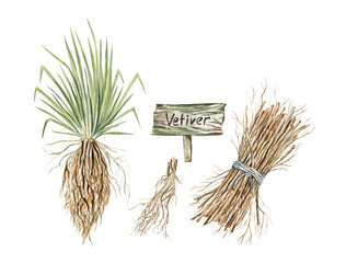 Watercolor illustration of Vetiver plant and roots. Hand-drawn clip art of vetiver, one of the most used perfume ingredients, isolated on transparent background 