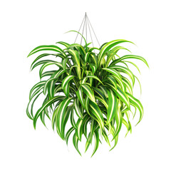 Obraz premium Lush Hanging Spider Plant Isolated on Transparent Background
