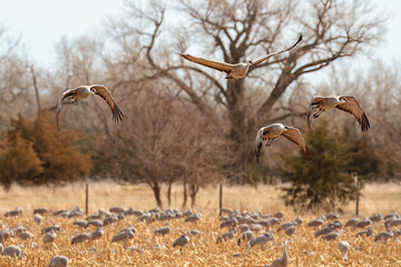 Migrating Sandhill Cranes
