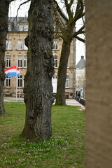 Tree trunk in the foreground with a historic city building and green lawn in the background. Urban park scenery combining nature and architecture, ideal for themes of city life, outdoors, and travel.