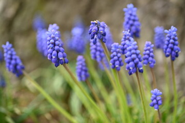 Grape hyacinth blooming in spring garden Closeup of muscari flowers on blurred tree bark background Macro blue wildflowers in forest glade