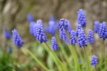 blue flowers of Muscari Armeniacum close up as a background, macro blue flowers of spring onion plants	

