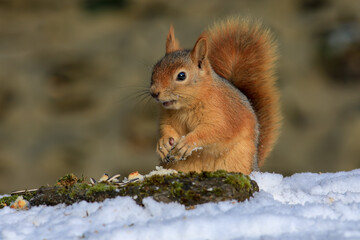 cute squirrel eating nut in nature