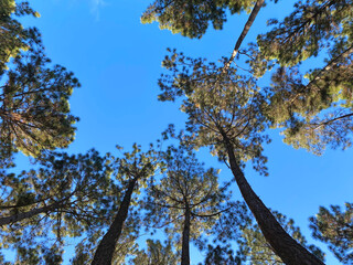 Fototapeta premium Top of trees and blue sky