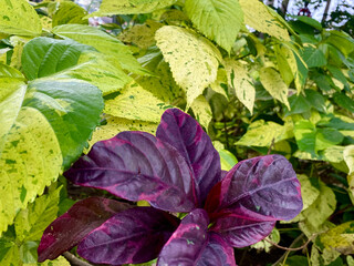 Purple and green leaves in the wild