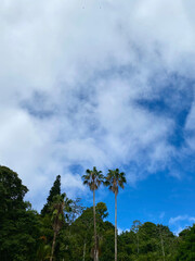 Obraz premium Tall palm trees against a blue sly