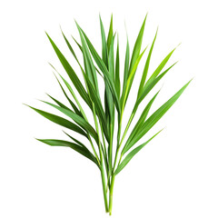 Fresh Lemongrass Sprig with Long Green Stalk Isolated on Transparent Background