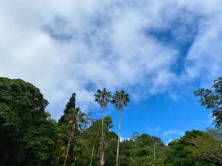 Tall palm trees against a blue sly