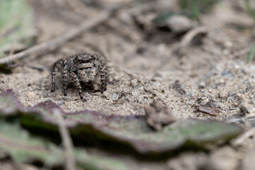 Gray hairy jumping spider of the family Aelurillus