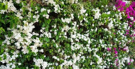 Blossoming Bougainvillea with white and pink flowers in Tenerife,Canary Islands,Spain.Ornamental tropical garden plants concept.