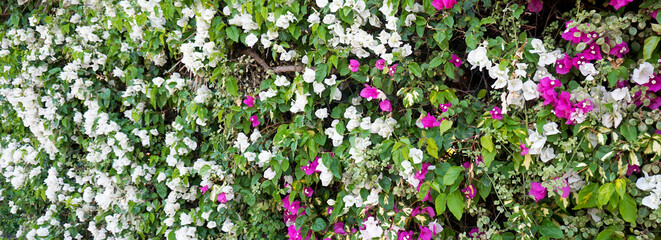 Blossoming Bougainvillea with white and pink flowers in Tenerife,Canary Islands,Spain.Ornamental tropical garden plants concept.