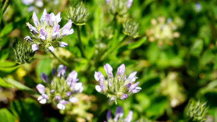 Mediterranean blue Arabian Pea or Bituminaria bituminosa flowers on a green blurred spring meadow background.Selective focus.