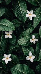 Fototapeta premium white frangipani flower