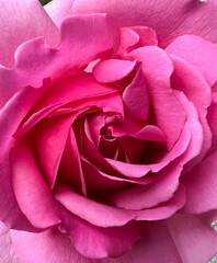 A Beautiful Pink Rose in Full Bloom, Showcasing Its Charming Colorful Petals and Delicate Elegance