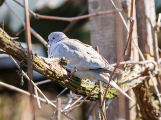 A dove is perched quietly on a moss-covered tree branch. The warm sunlight creates a serene atmosphere in a peaceful outdoor setting during springtime.