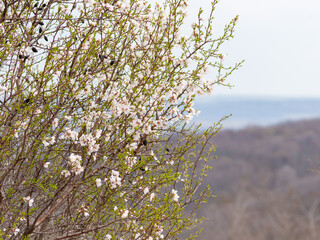 Delicate spring blossoms bloom on tree branches against a soft-focus background of rolling hills...
