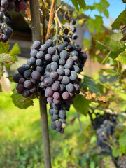 A Bunch of Freshly Harvested Grapes Hanging on the Vine Under Bright Sunlight in Nature