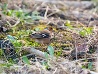 A small bird forages on the ground, surrounded by green grass and dried leaves. The setting appears to be an open area with natural elements during daylight hours.