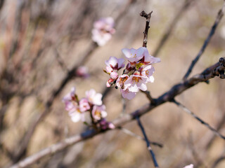 Delicate pink blossoms emerge from bare branches, signaling the arrival of spring. The soft...