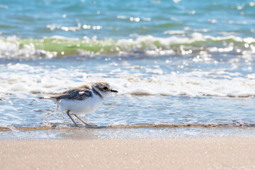 砂浜に佇むシロチドリ