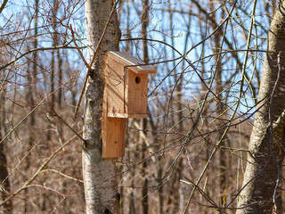 A wooden birdhouse is mounted on a tree trunk surrounded by bare branches. The setting captures the tranquility of a forest in early spring with clear blue skies.