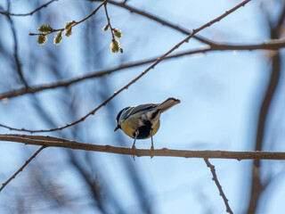 A small, vibrant bird rests on a slender branch against a blue sky. The sunlight highlights its feathers, and fresh buds are visible nearby, indicating early spring.