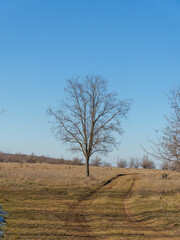 A vast open field displays a solitary tree standing tall against a clear blue sky. A dirt path winds through the dry grass, marking a serene winter landscape.
