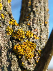 Vibrant yellow lichen covers the rough bark of a tree in a natural setting under clear blue skies, showcasing the beauty of nature's textures and colors.